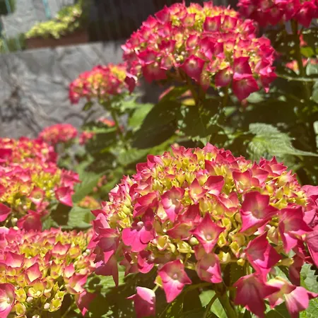 Ortensia - Perfect For Couple And Pets Varenna