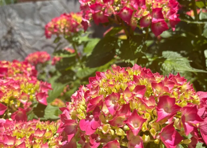 Ortensia - Perfect For Couple And Pets 바레나