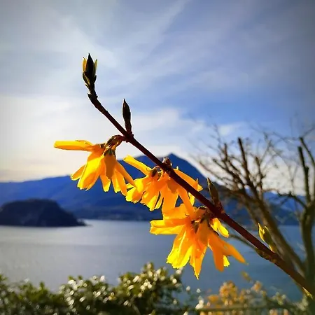 Ortensia - Perfect For Couple And Pets Feriehus